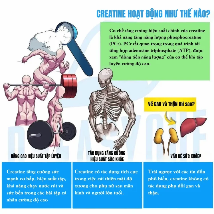 Lợi ích của creatine trong phục hồi thể thao và chấn thương