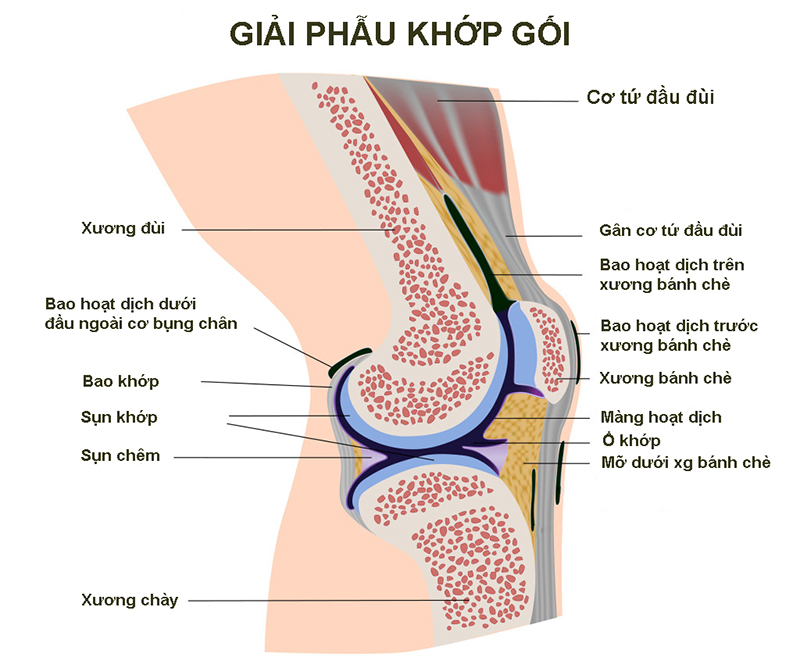 tong-quan-ve-chan-thuong-dau-goi-va-cac-trieu-chung-thuong-gap